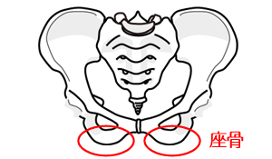座骨