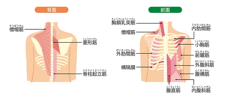 呼吸に関係する筋肉