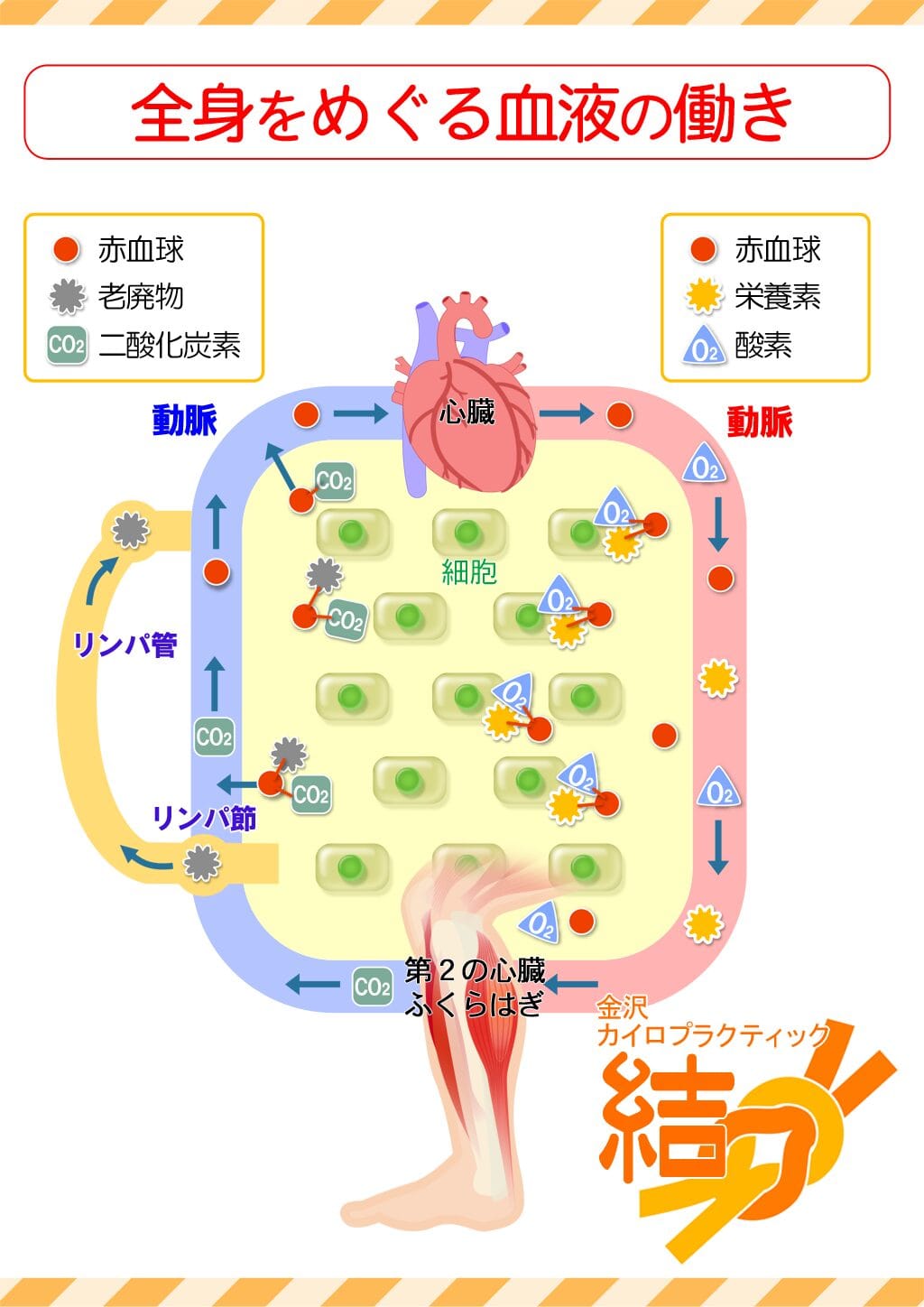 全身をめぐる血液の働き